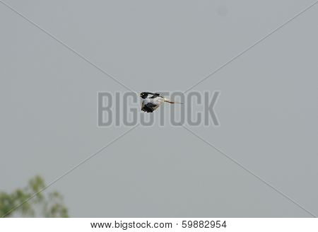 Male Pied Harrier (circus Melanoleucos)