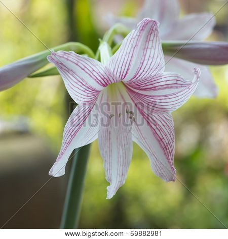 Beautiful Hippeastrum Johnsonii