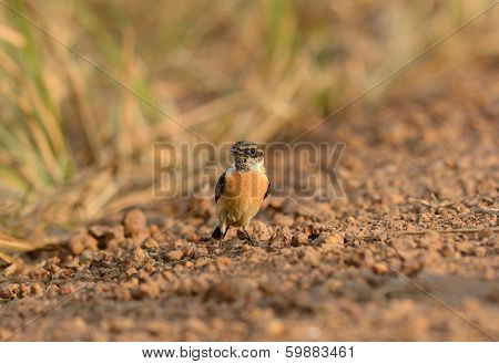 Male Eastern Stonechat (saxicola Stejnegeri)
