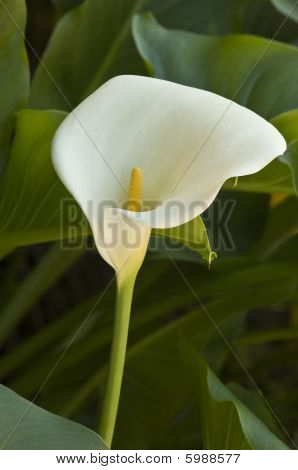Calla Lily