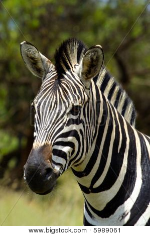 Zebra #2