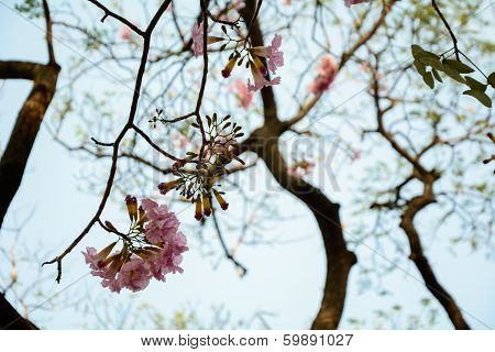 pink flower in thailand after blue sky