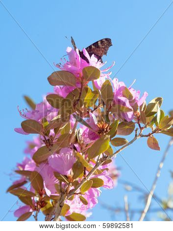 Rhododendron Ledebour