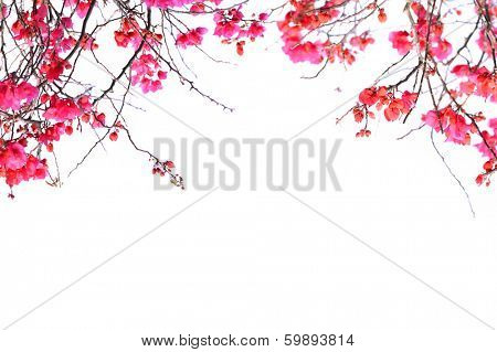 bougainvillea flowers border isolated on white background