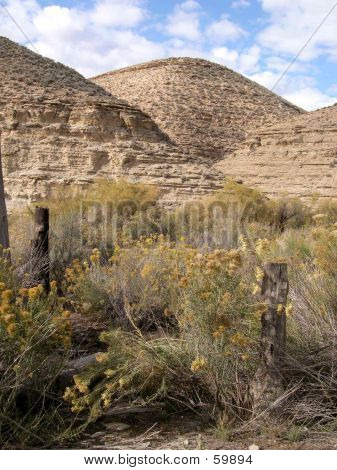 Rabbitbrush
