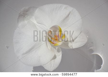 white on white
