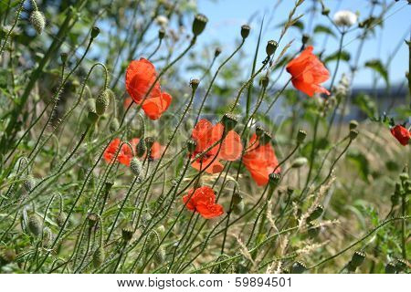 poppies