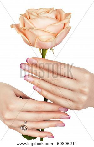 Beautiful Hand Holding A Rose.