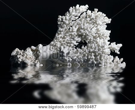White Coral