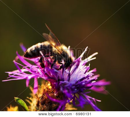 Včely na Knapweed