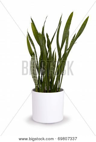 Large Sansevieriya In A White Pot