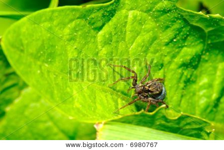 La araña