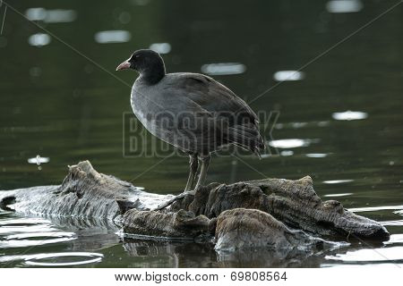 Coot