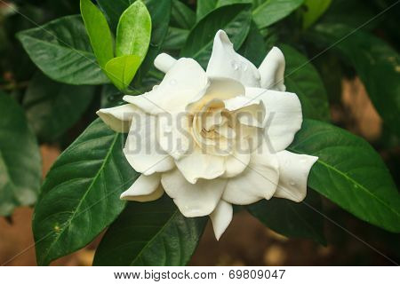 Beautiful Gardenia Jasminoides Flower On Tree