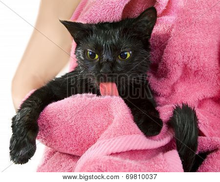 Cute Black Soggy Cat After A Bath Licking