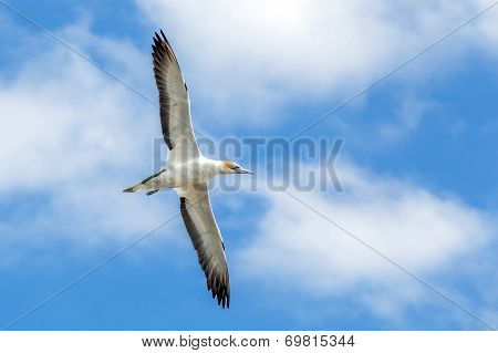 Gannet At Muriwai Beach, Auckland, New Zealand