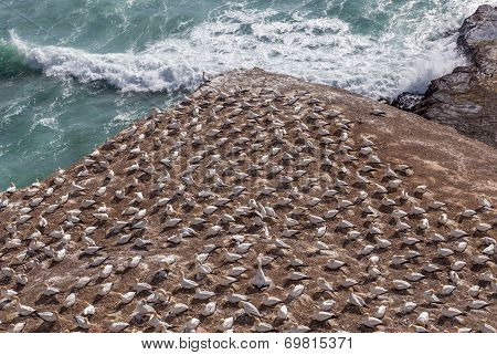The Gannet Colony In Muriwai Beach