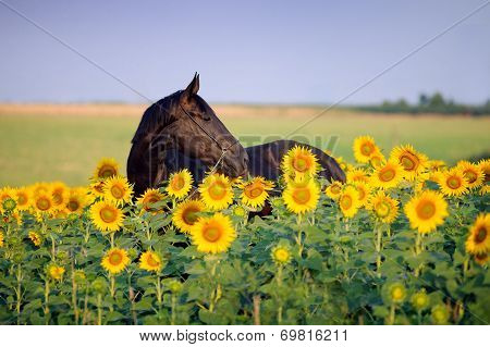 Portrait of beautiful black horse, which stands in sunflowers on a background field