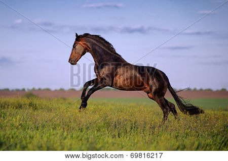 Young brown horse galloping, jumping on the field on a neutral background