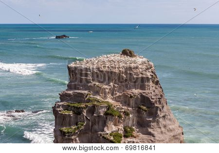 Rock In Muriwai Beach
