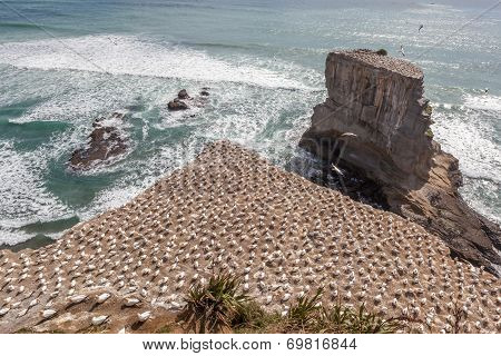 The Australasian Gannet Colony In New Zealand