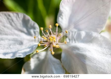 Close Up Of The Apple Tree Flowers