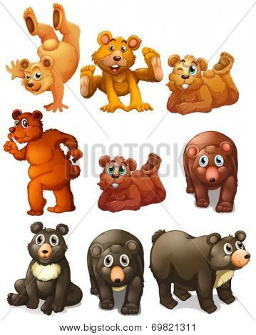 Illustration of different positions	 of bears