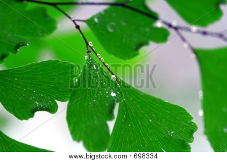 Adiantum