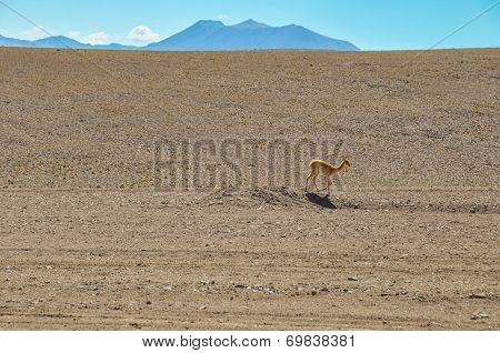 Lonely Guanaco In The Desert Of San Pedro De Atacama, Chile