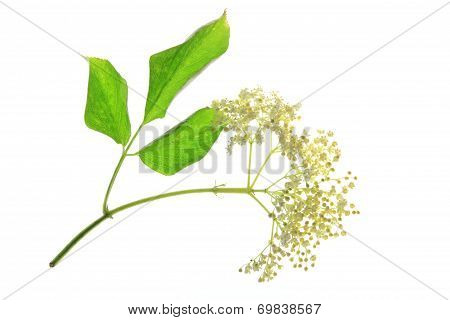Elderflower (Sambucus Nigra)