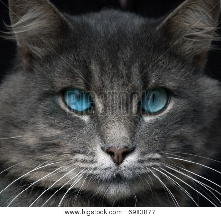 Šedá Catface s modrýma očima