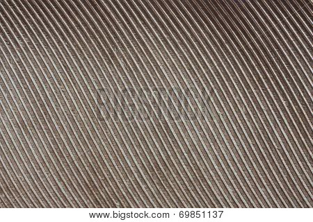 Bird Feathers