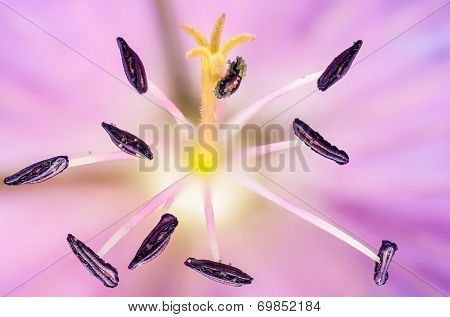 Macro Flower