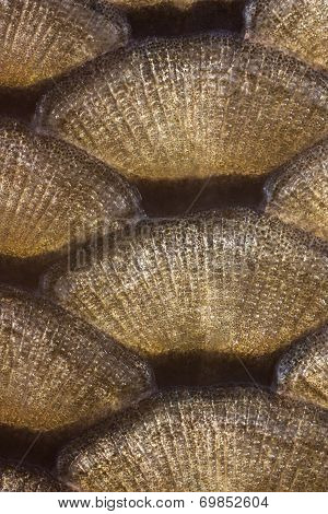 Fish Scales