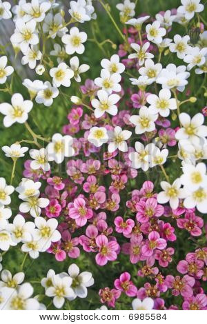 Red and white flowers