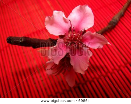 Peach Blossom