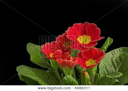 Primula çiçek