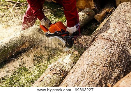 Man Sawing A Log In His Back Yard