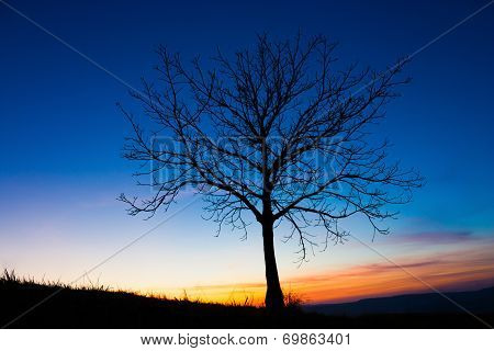 tree