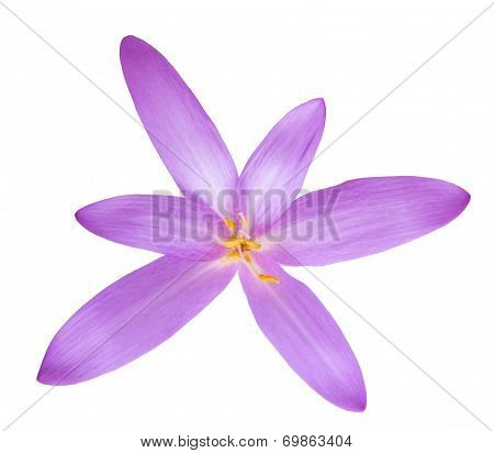 Colchicum Autumnale
