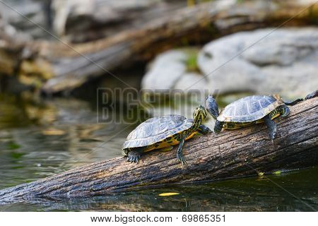 Water turtles in row marching on a log 