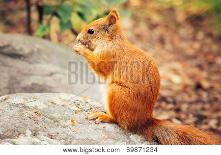 Squirrel Red Fur With Nuts And Summer Forest On Background Wild Nature Animal Thematic (sciurus Vulg