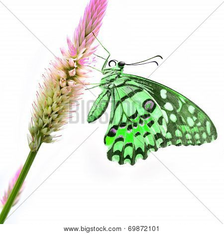 Green Butterfly On Flower