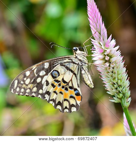 Lime Butterfly On Flower