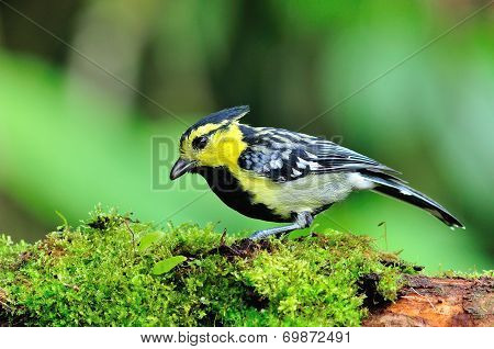 Yellow-cheeked Tit
