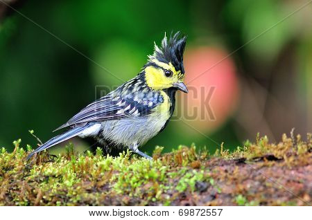 Yellow-cheeked Tit