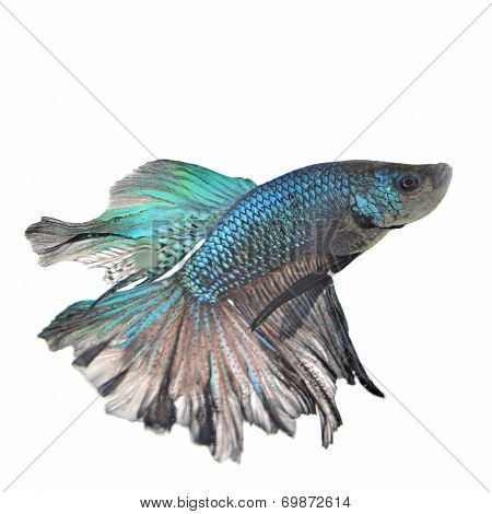 Siamese Fighting Fish