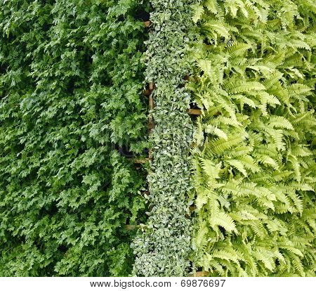 Green Plant Vertical Wall