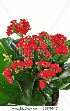 Blooming Kalanchoe Isolated On A White Background