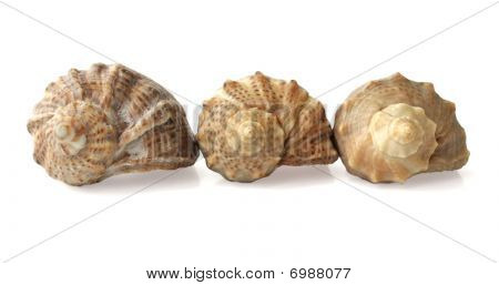 Trois obus sur un fond blanc